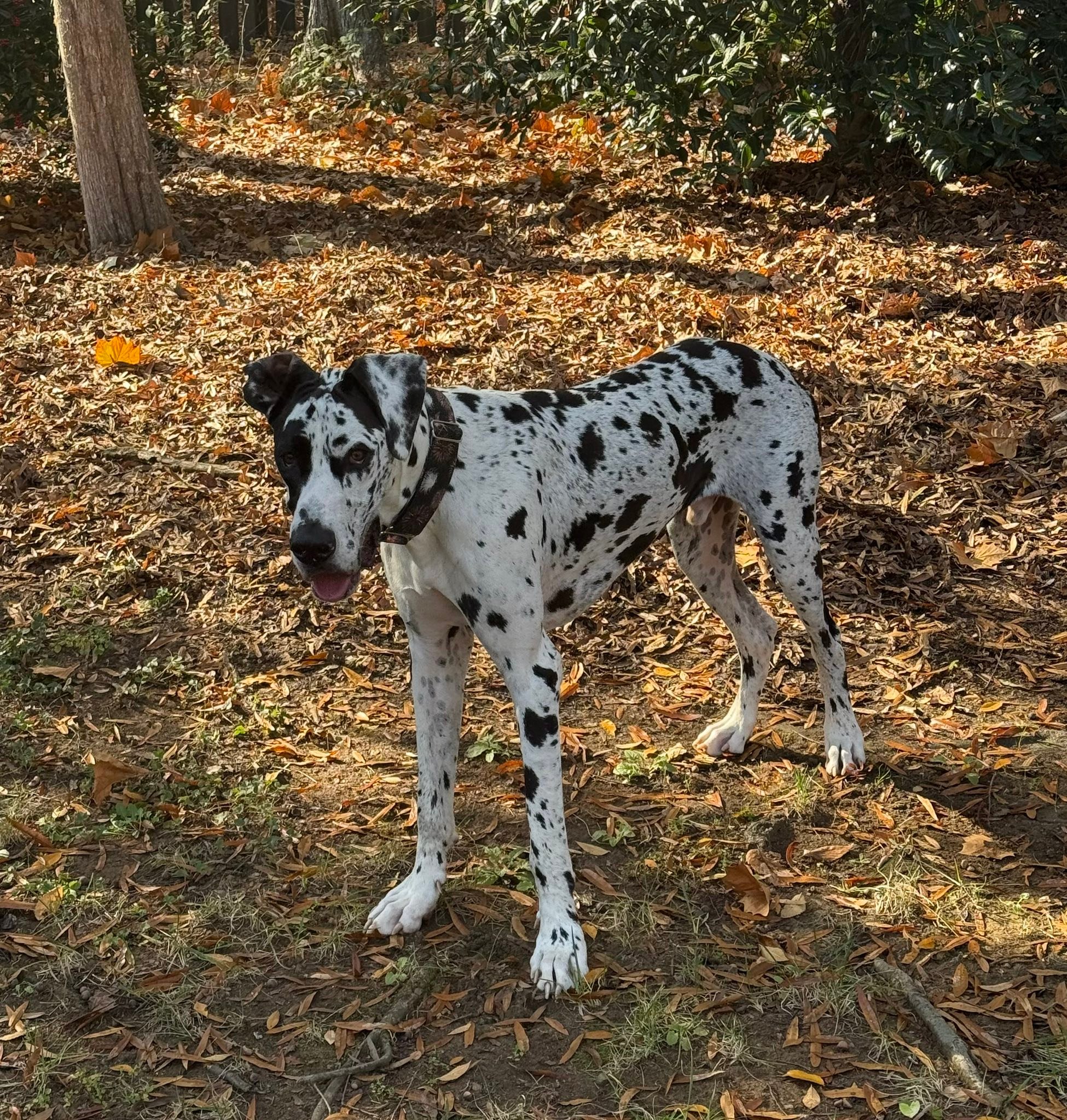 Great Dane Friends of... - Great Dane Friends of Ruff Love