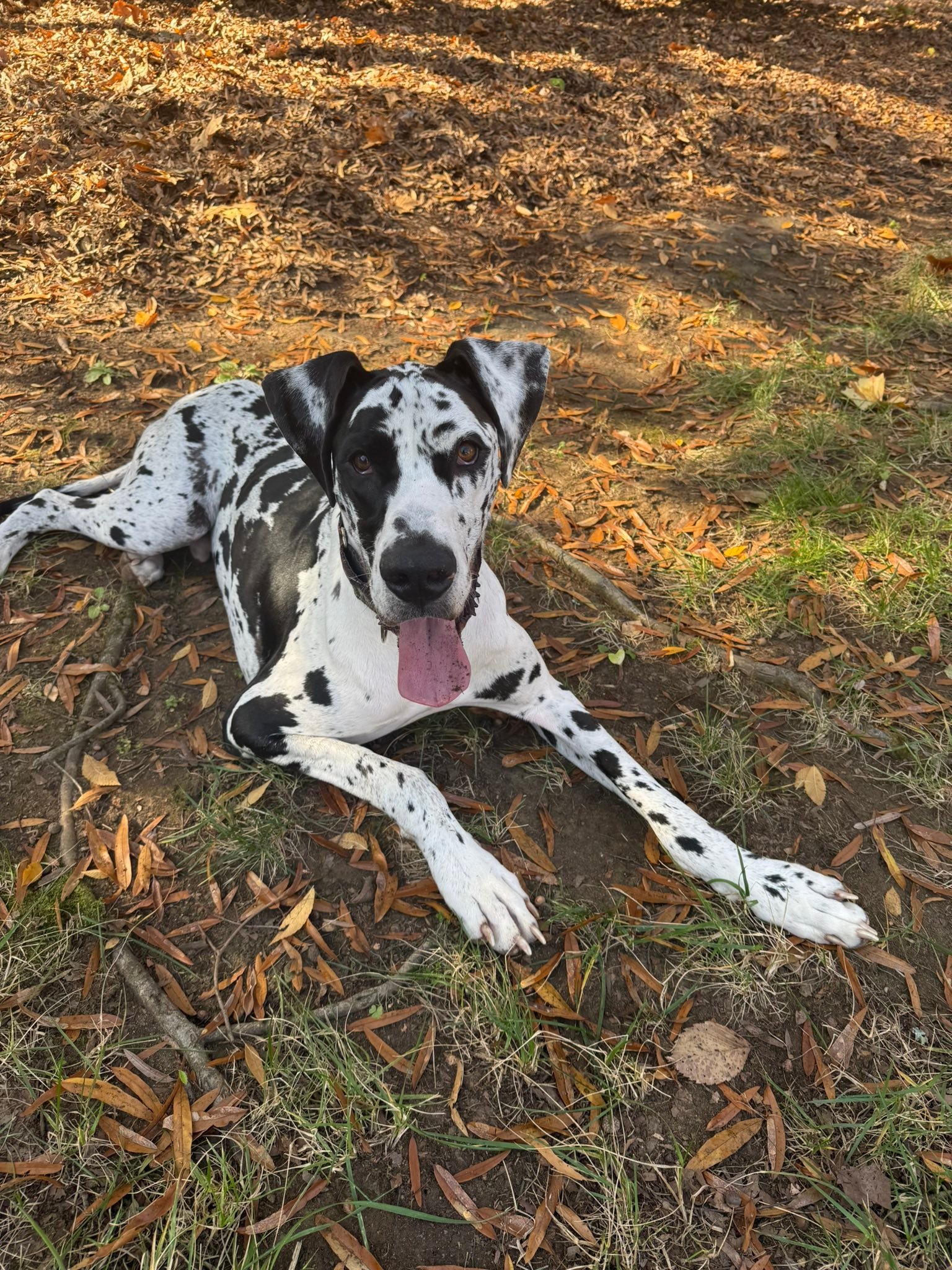 Great Dane Friends of... - Great Dane Friends of Ruff Love