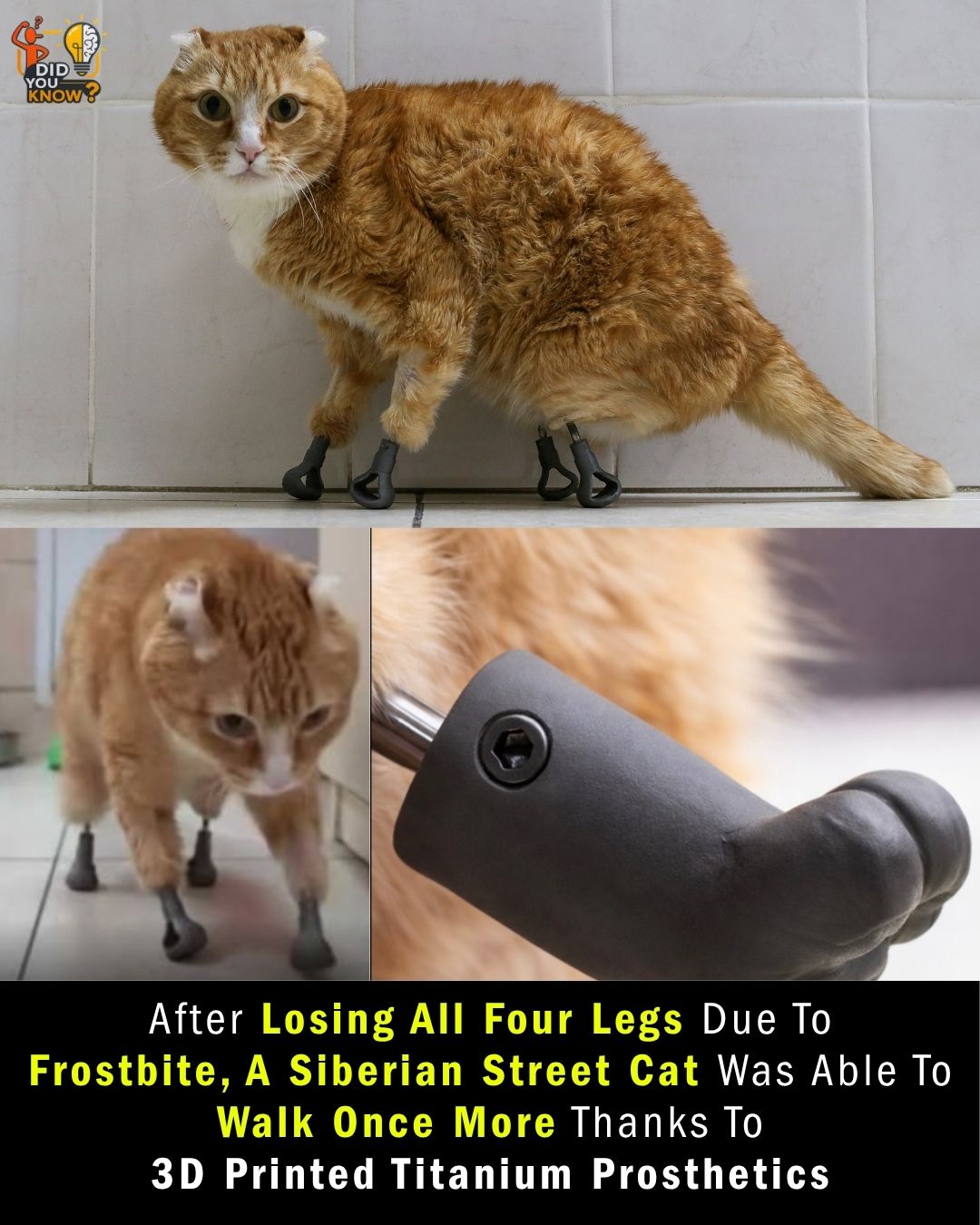A Siberian street cat defied the odds after losing all four paws