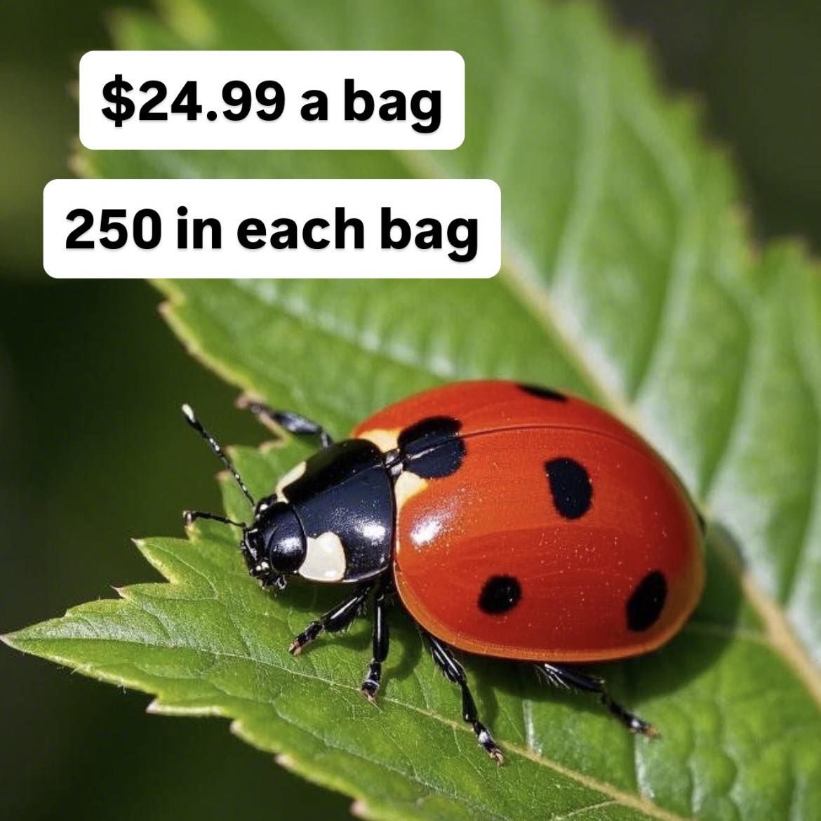 Packs of Lady bugs are in!🐞Pick up... - Art Knapp Kamloops | Facebook