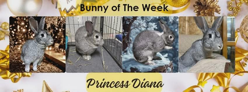 Rabbit Rescue Incorporated... - Rabbit Rescue Incorporated