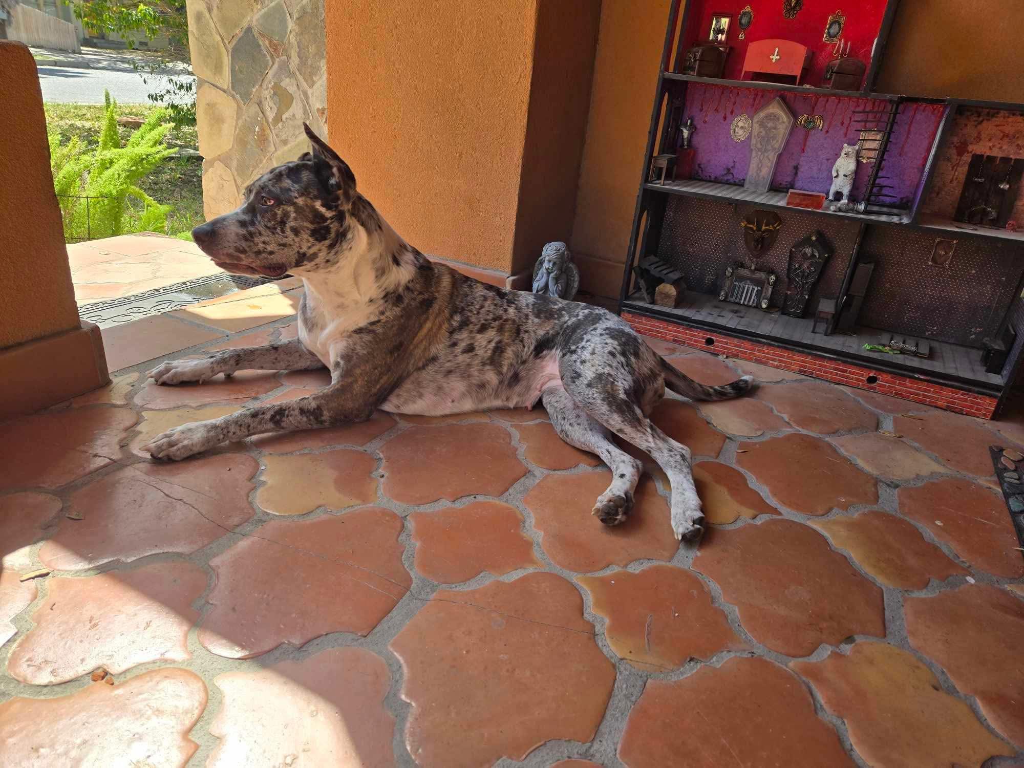 Melissa's Pet Services | McAllen TX