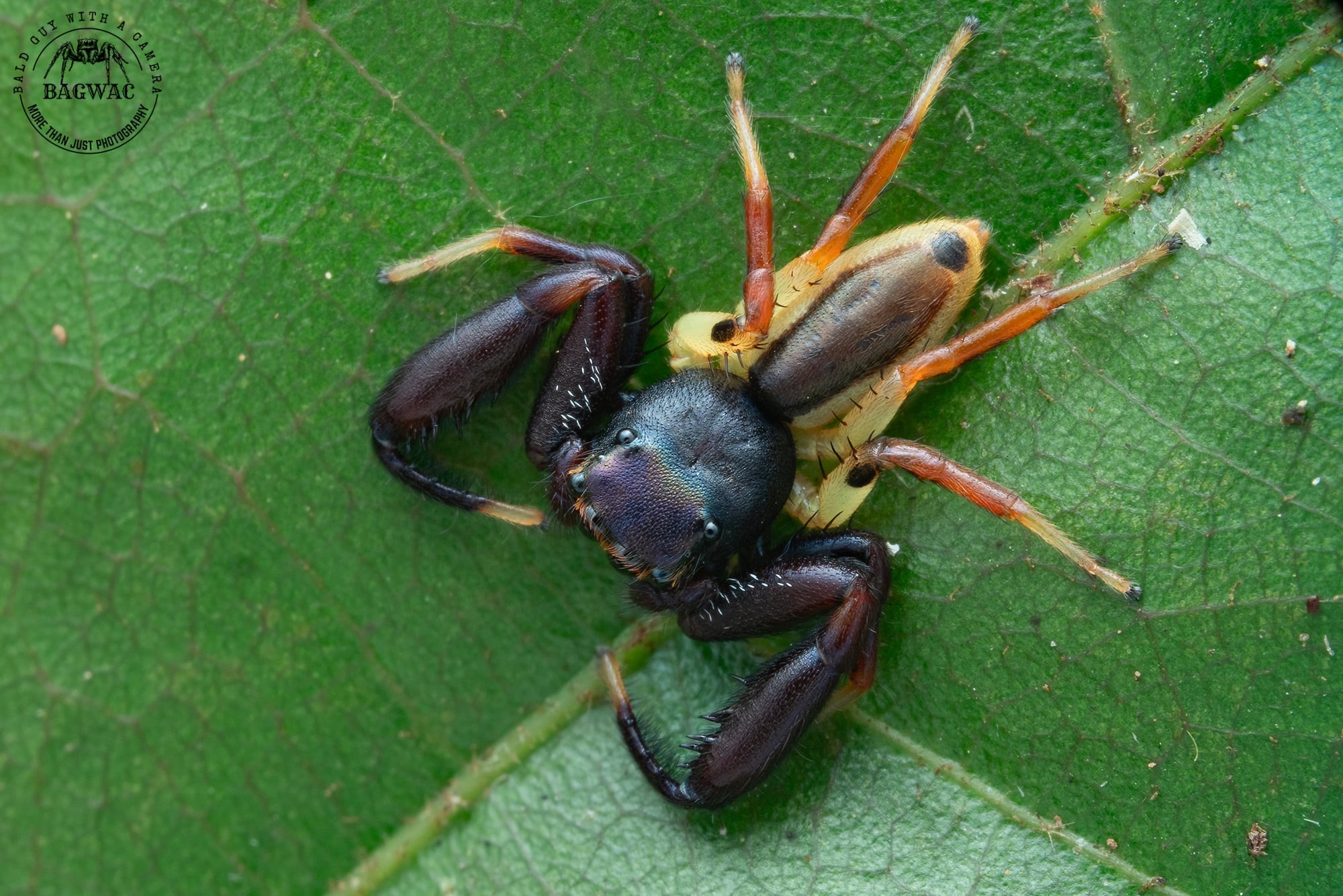 Here are four jumping spider... - Bald Guy With a Camera | Facebook