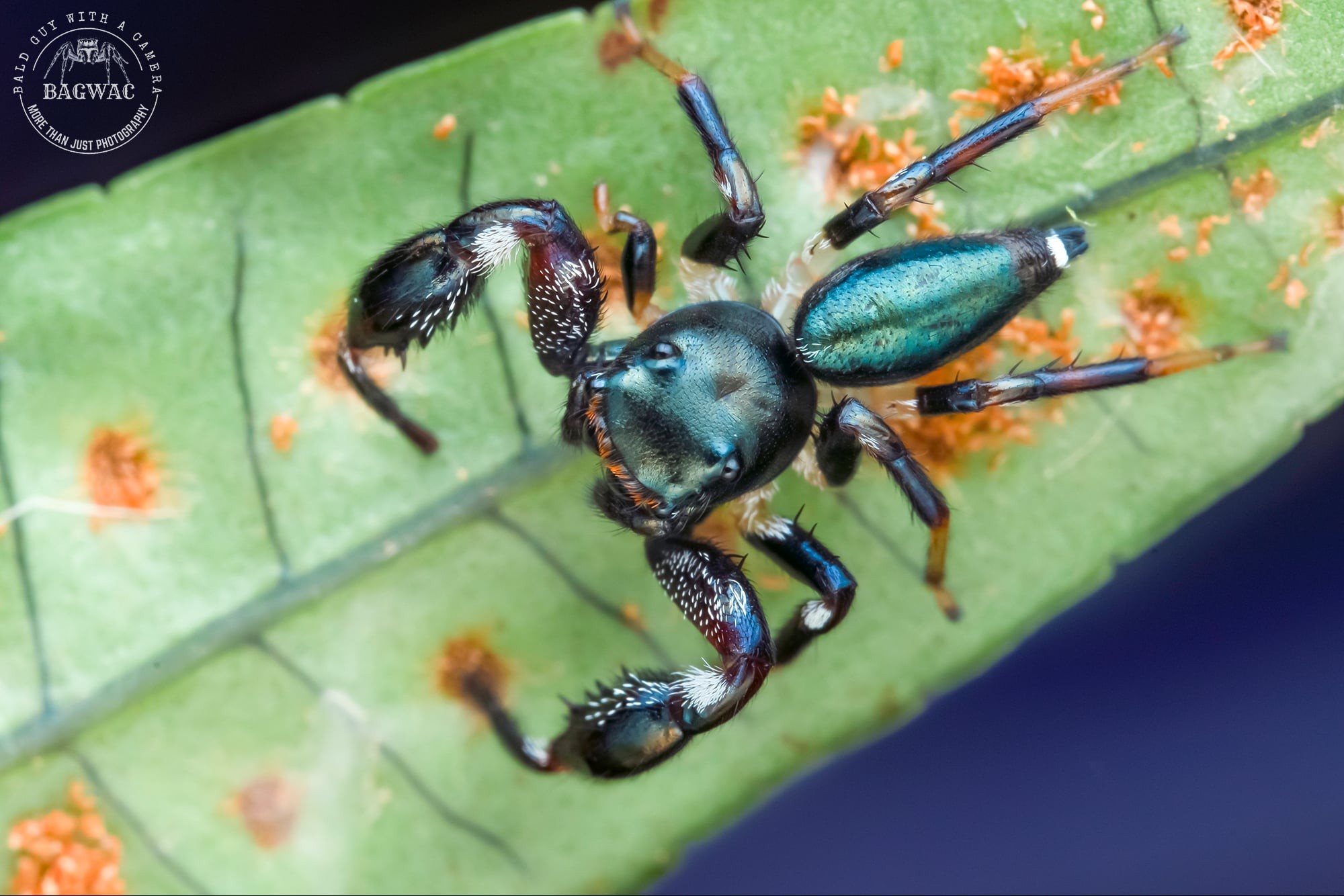 Here are four jumping spider... - Bald Guy With a Camera | Facebook