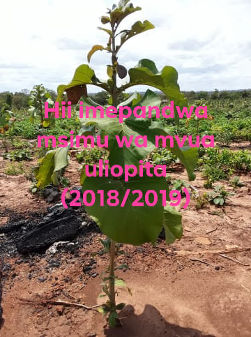 Kilimo cha miti - #Mitiki ni aina ya tatu ya miti... | Facebook