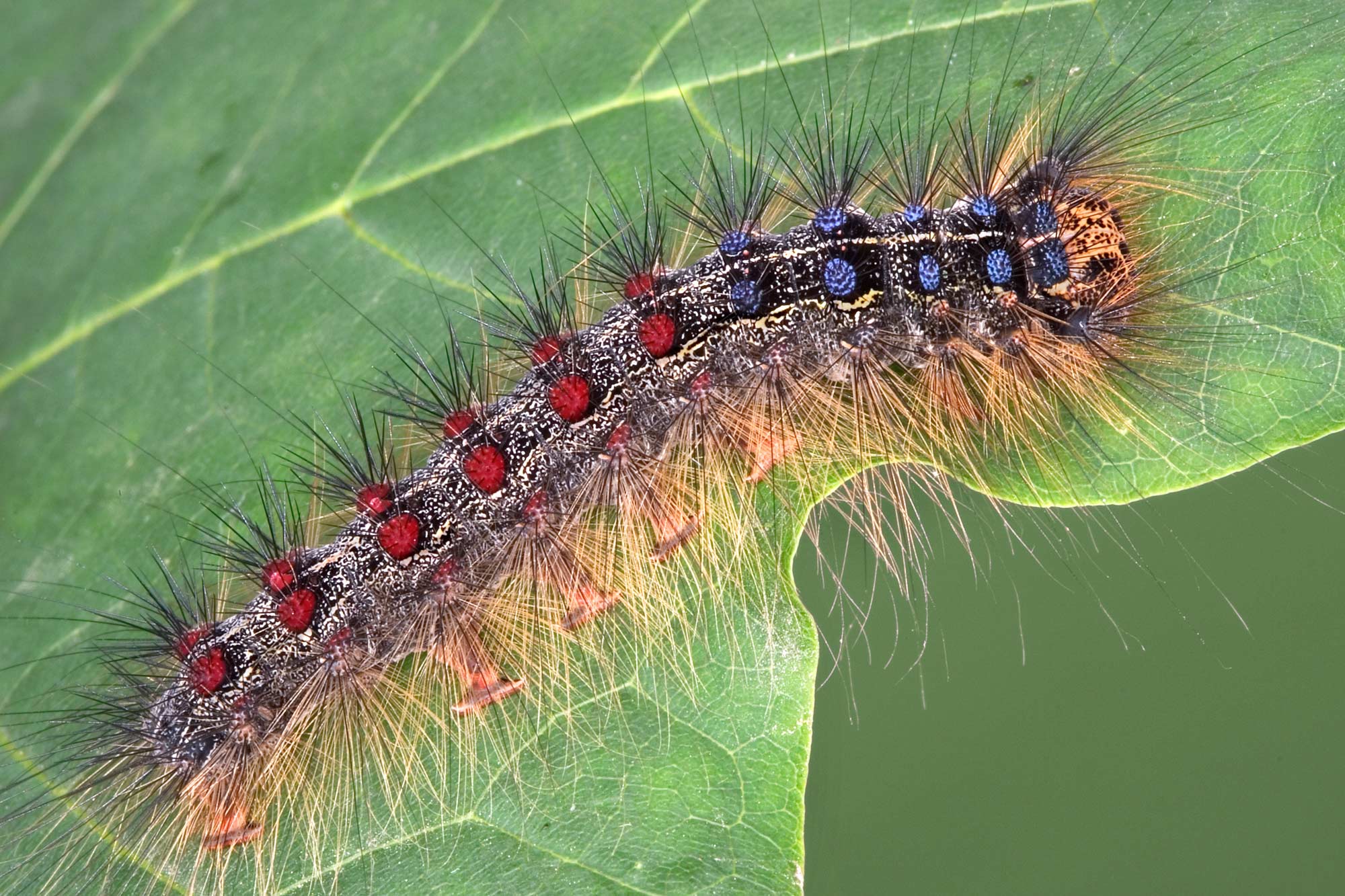 🦋 Invasive Species Spotlight: Spongy Moth 🦋 If you’ve seen trees ...