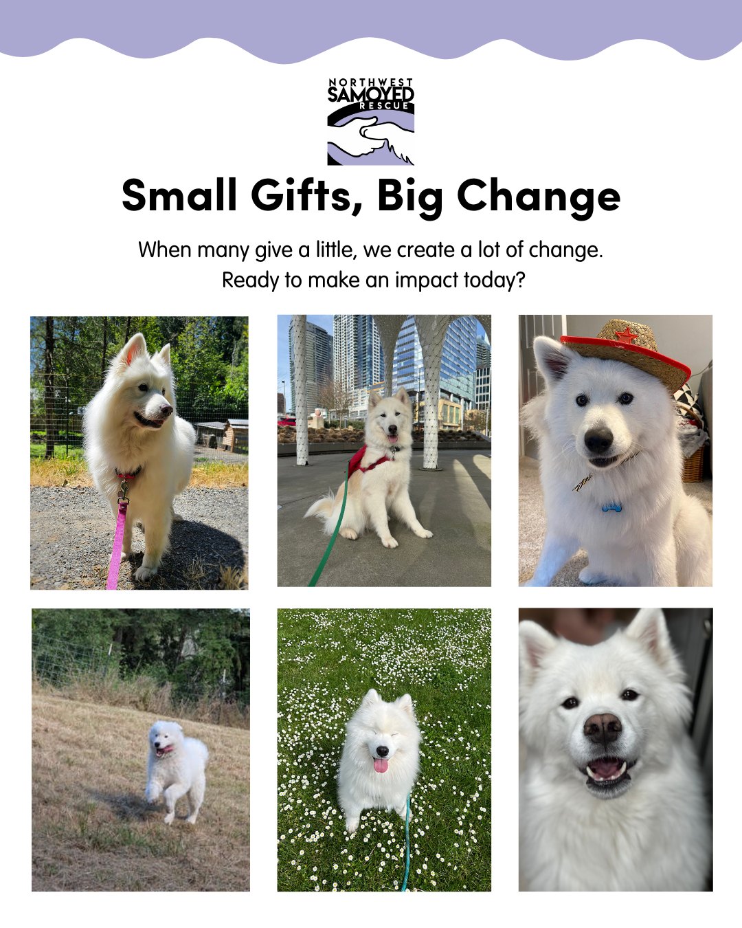 Northwest Samoyed Rescue
