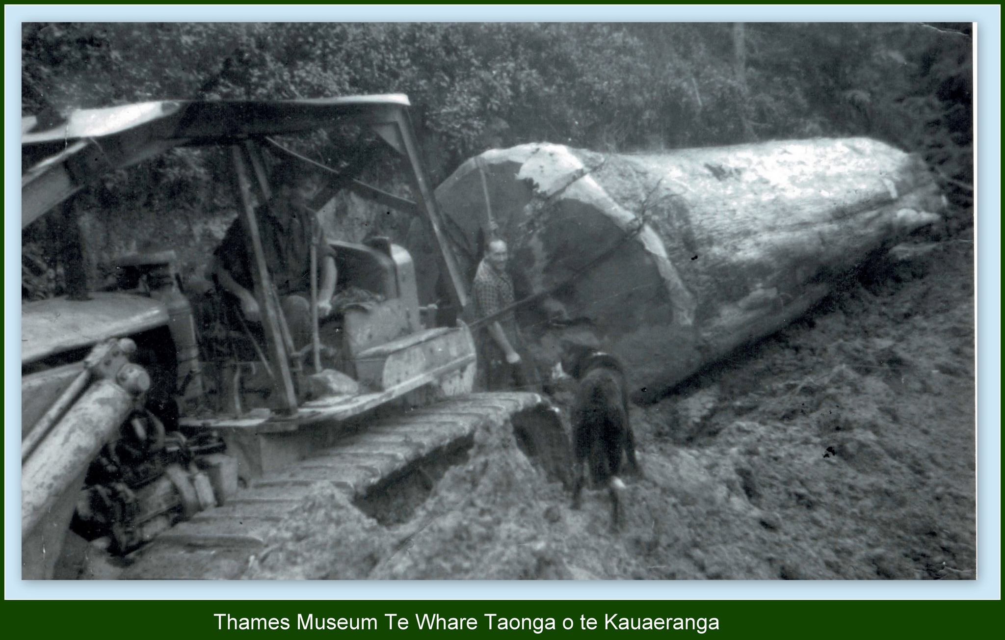 Thames - Another from the kauri logging series. the comments have been ...