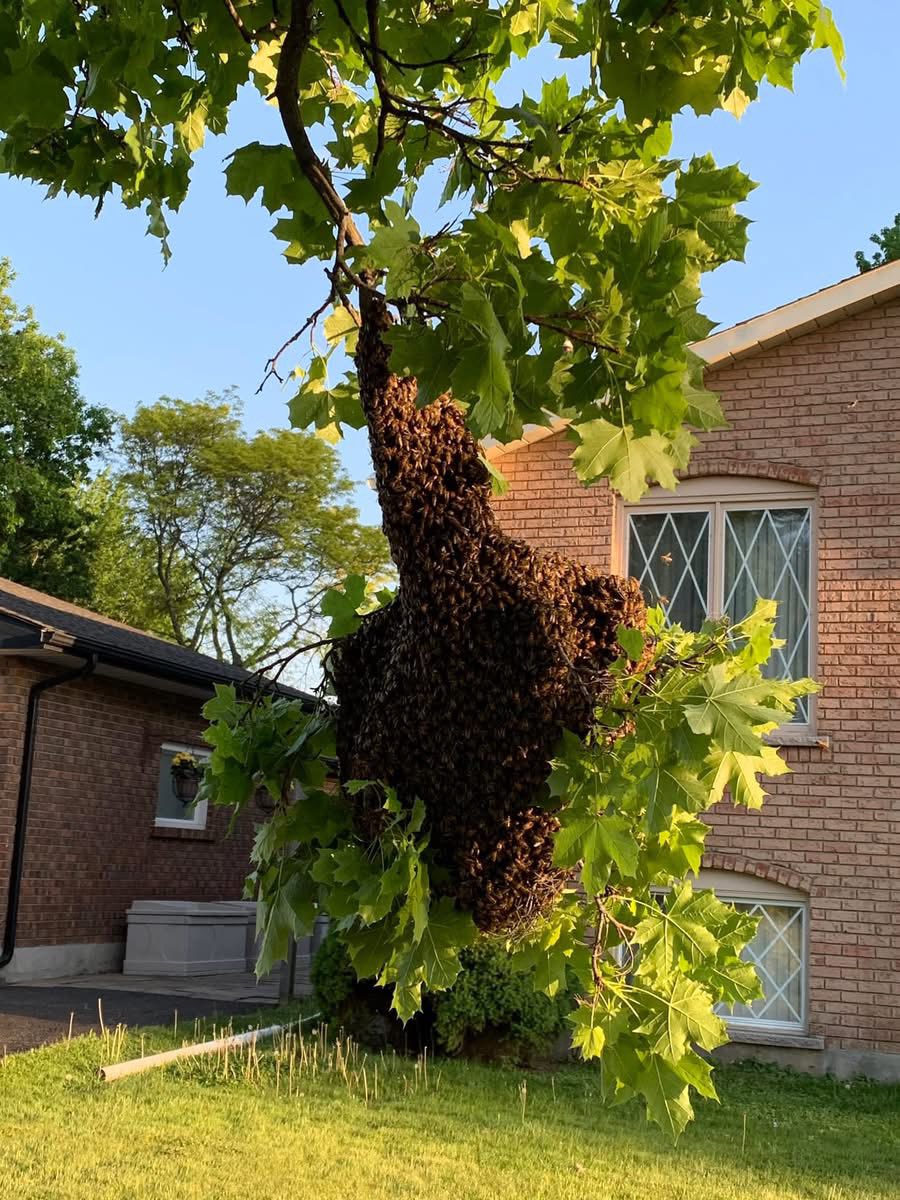 Heather Bees Honey