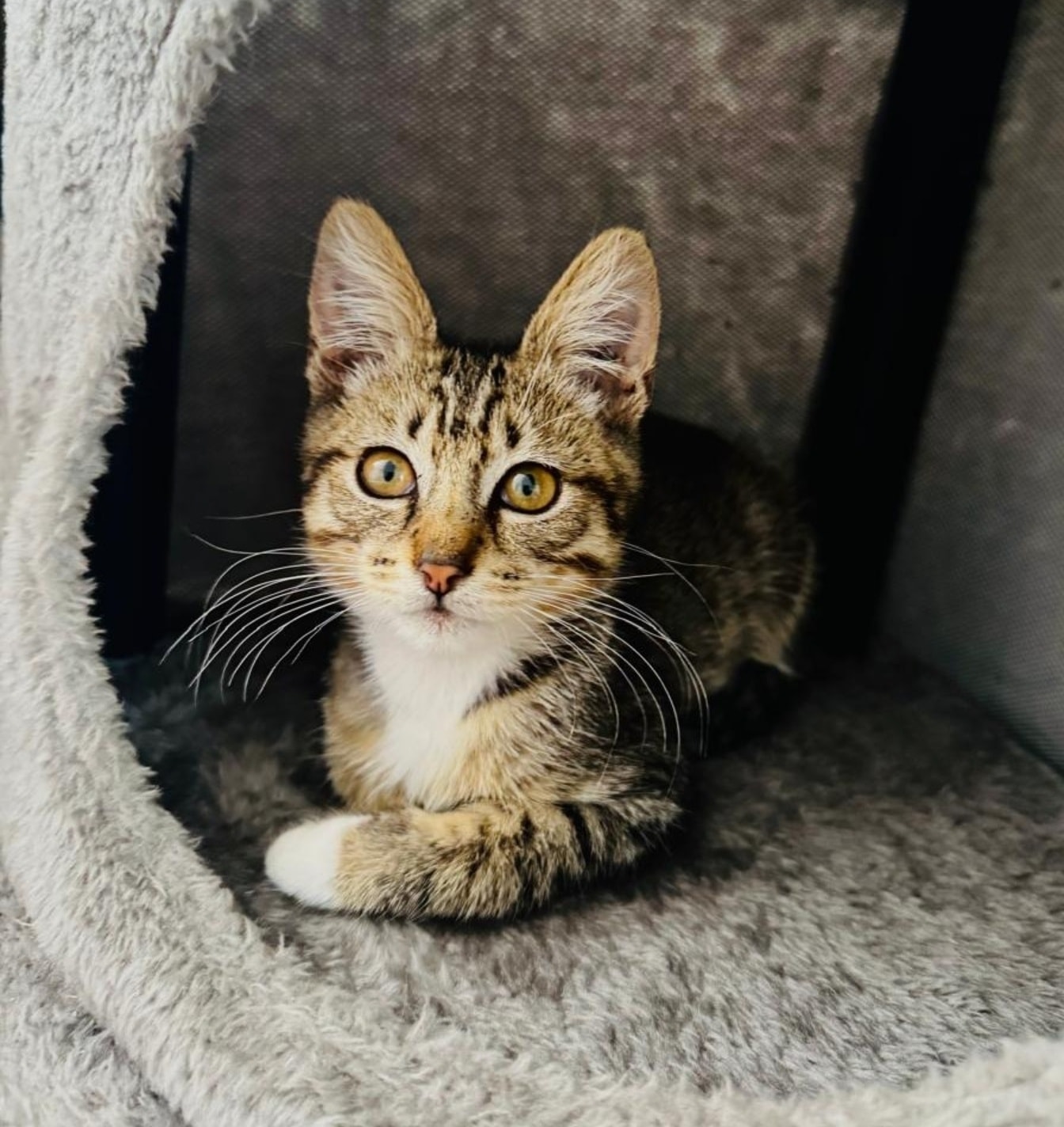 Rescue - 🐾 𝗛𝗢𝗠𝗘 𝗡𝗘𝗘𝗗𝗘𝗗 - 𝗖𝗔𝗣𝗘 𝗧𝗢𝗪𝗡 🐾 Talric is a gorgeous 12 week old ...
