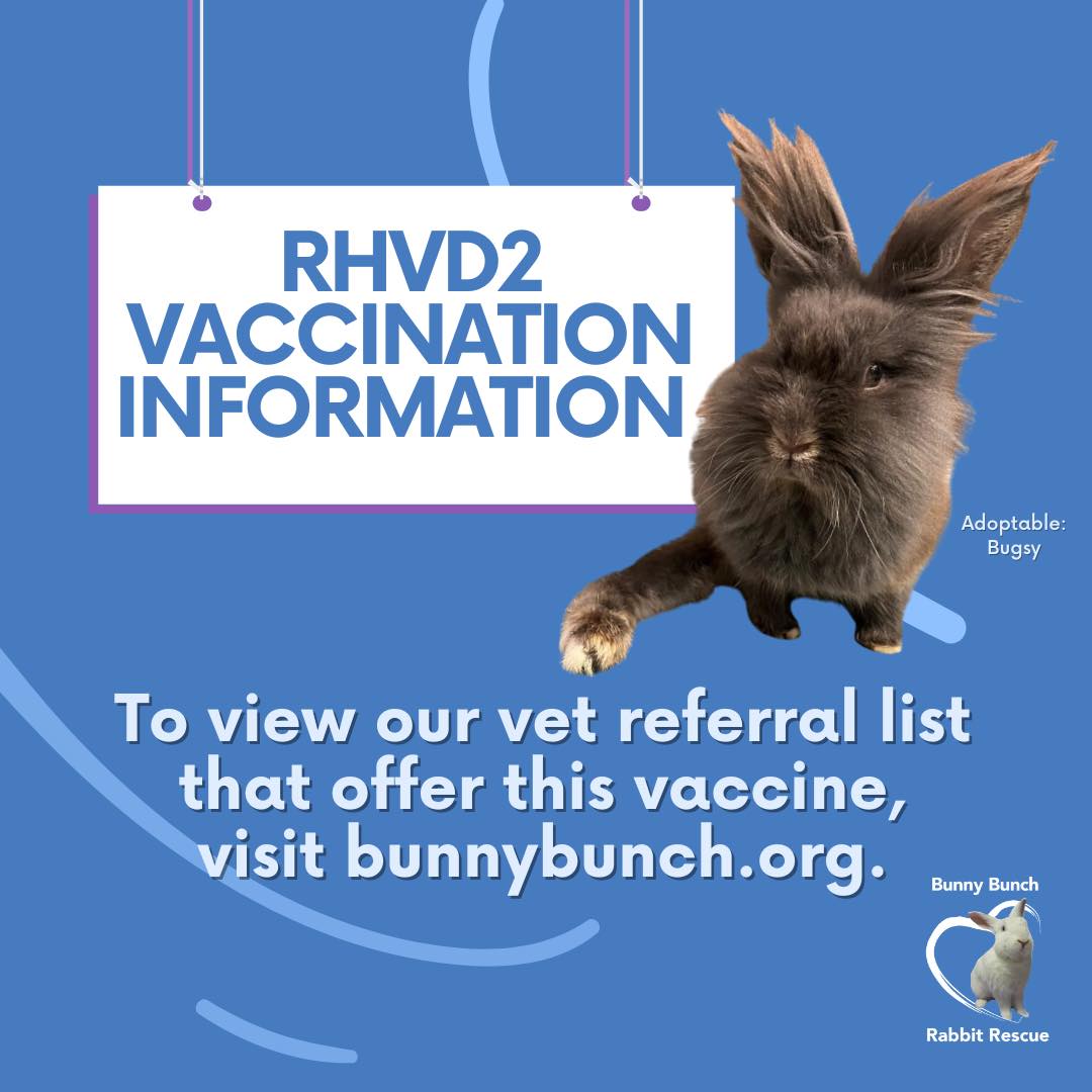 Bunny Bunch Rabbit Rescue - I got vaccinated! 💉To protect your rabbits ...