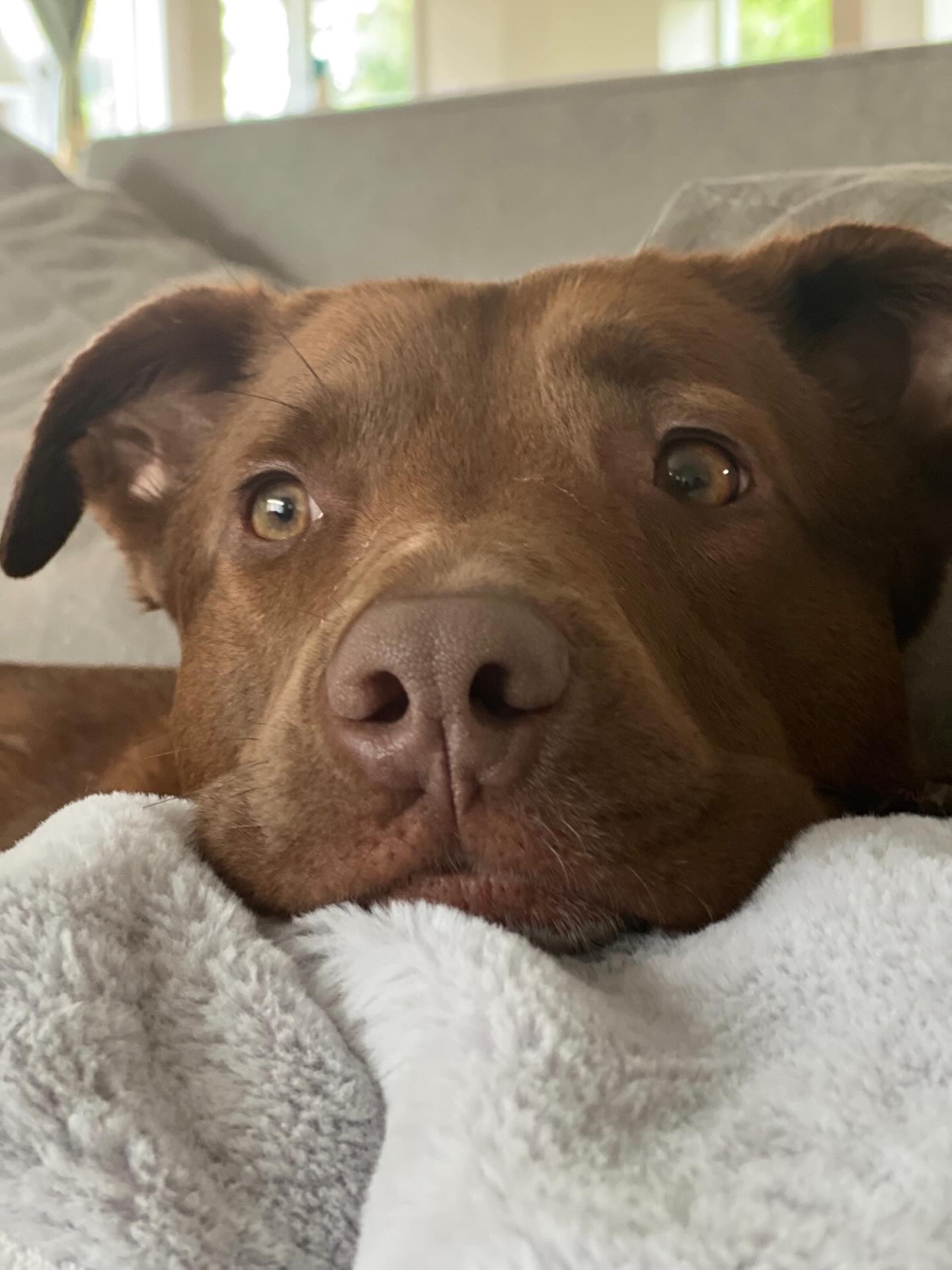 Hello Pitty Rescue | Tacoma WA