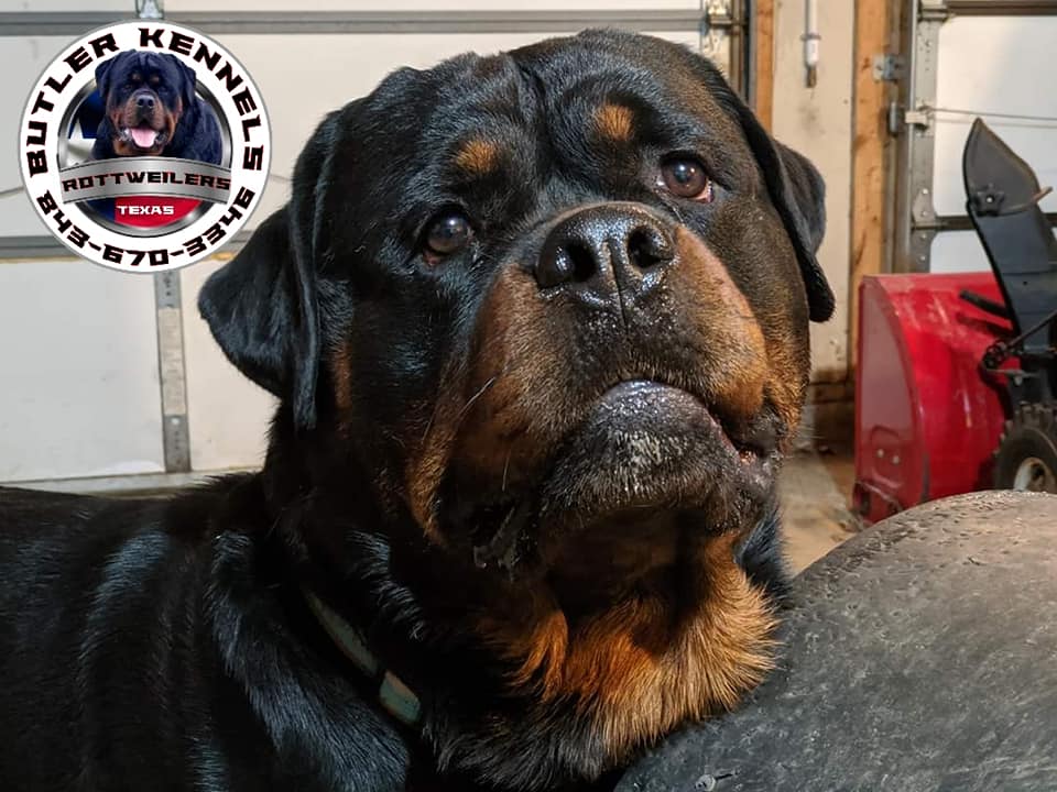 This is what happened. When... - Butler Kennels Rottweilers
