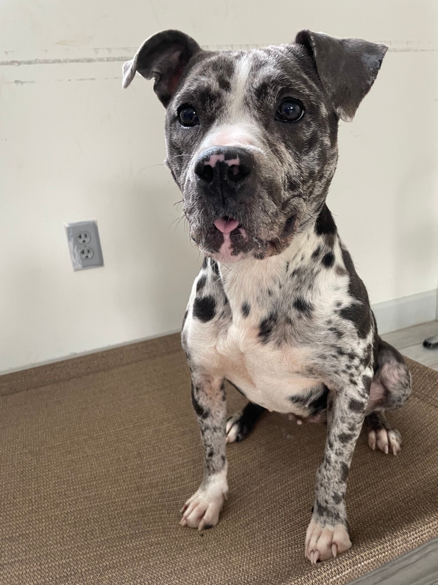 PENDING Gemma... - South Bend Animal Resource Center - SBARC | Facebook