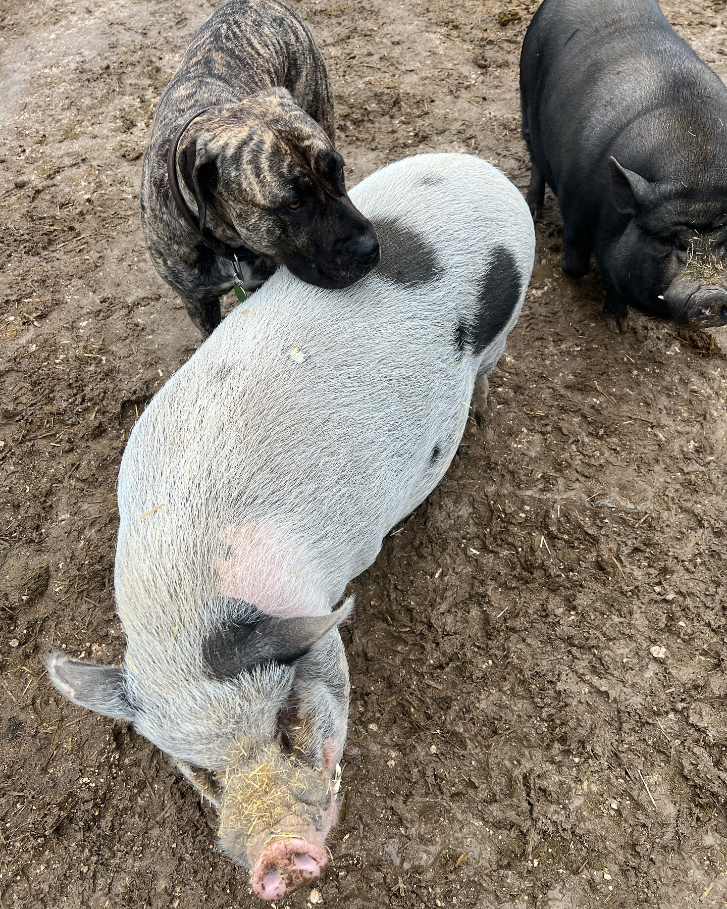 Little T Ranch | Ulm