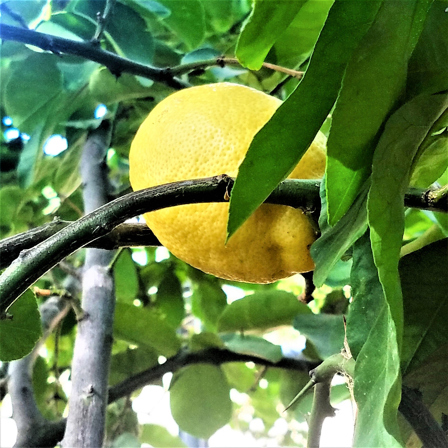 Arizona grown lemon drop melons available now