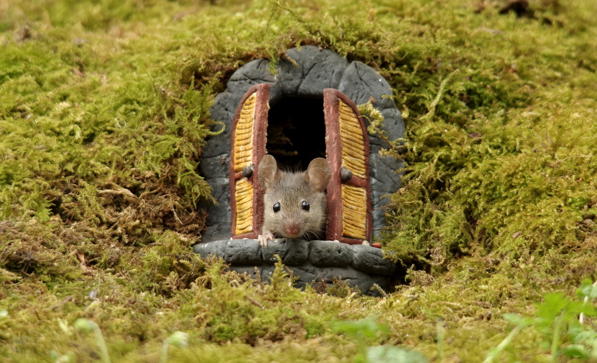 George the Mouse in... - George the Mouse in a log pile house