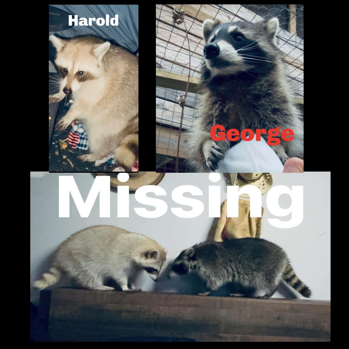 Lost - Update 1/6: Harold, the lighter colored Raccoon is home! George ...