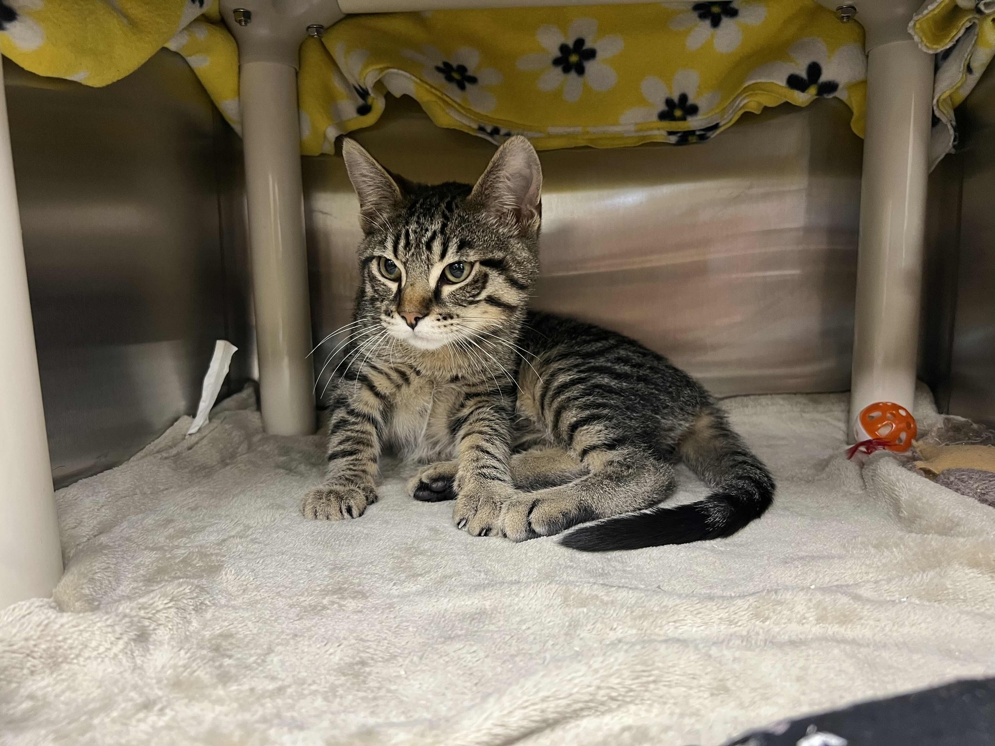 Yoshi the cat finds forever home through adoption