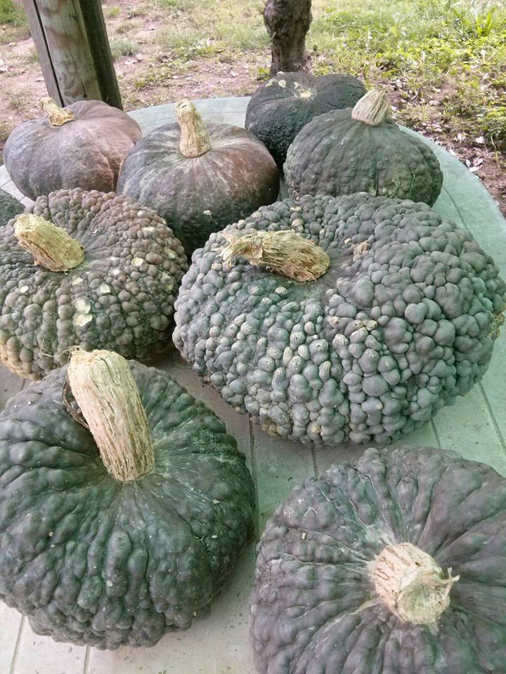 Stampi Silicone Da Zucca | Confronta prezzi