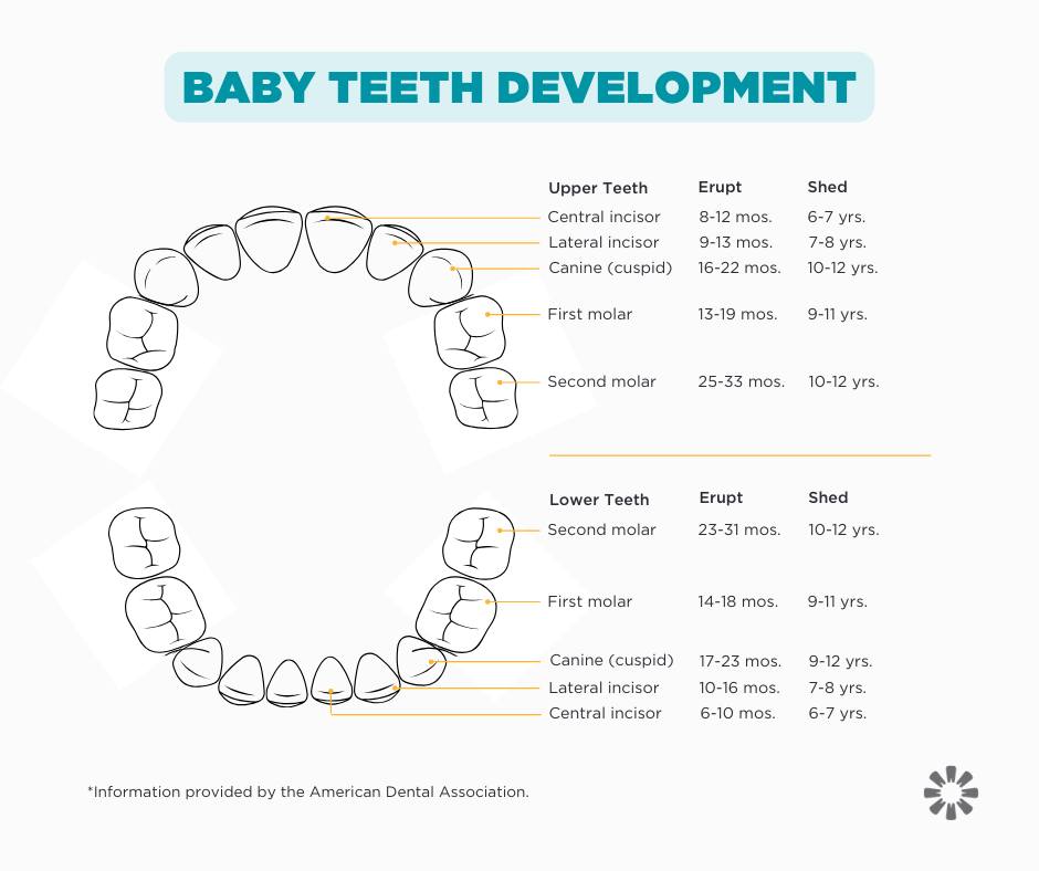 Did you know At birth,... - Oak Ridge Smiles Dentistry | Facebook