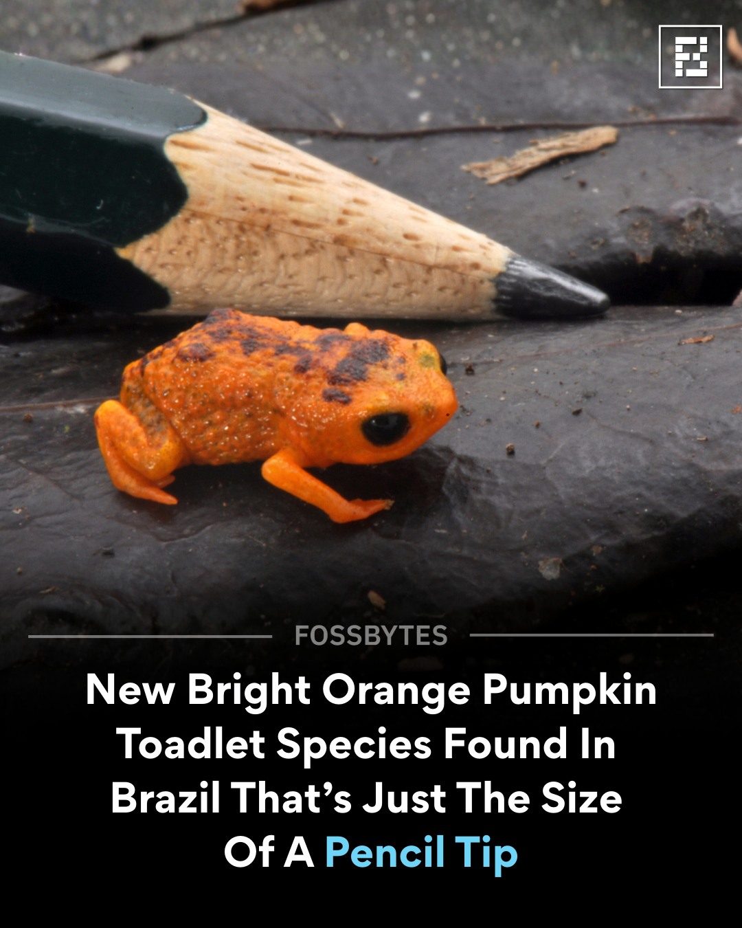 Fossbytes - A tiny pumpkin toadlet, no bigger than a pencil tip, has ...