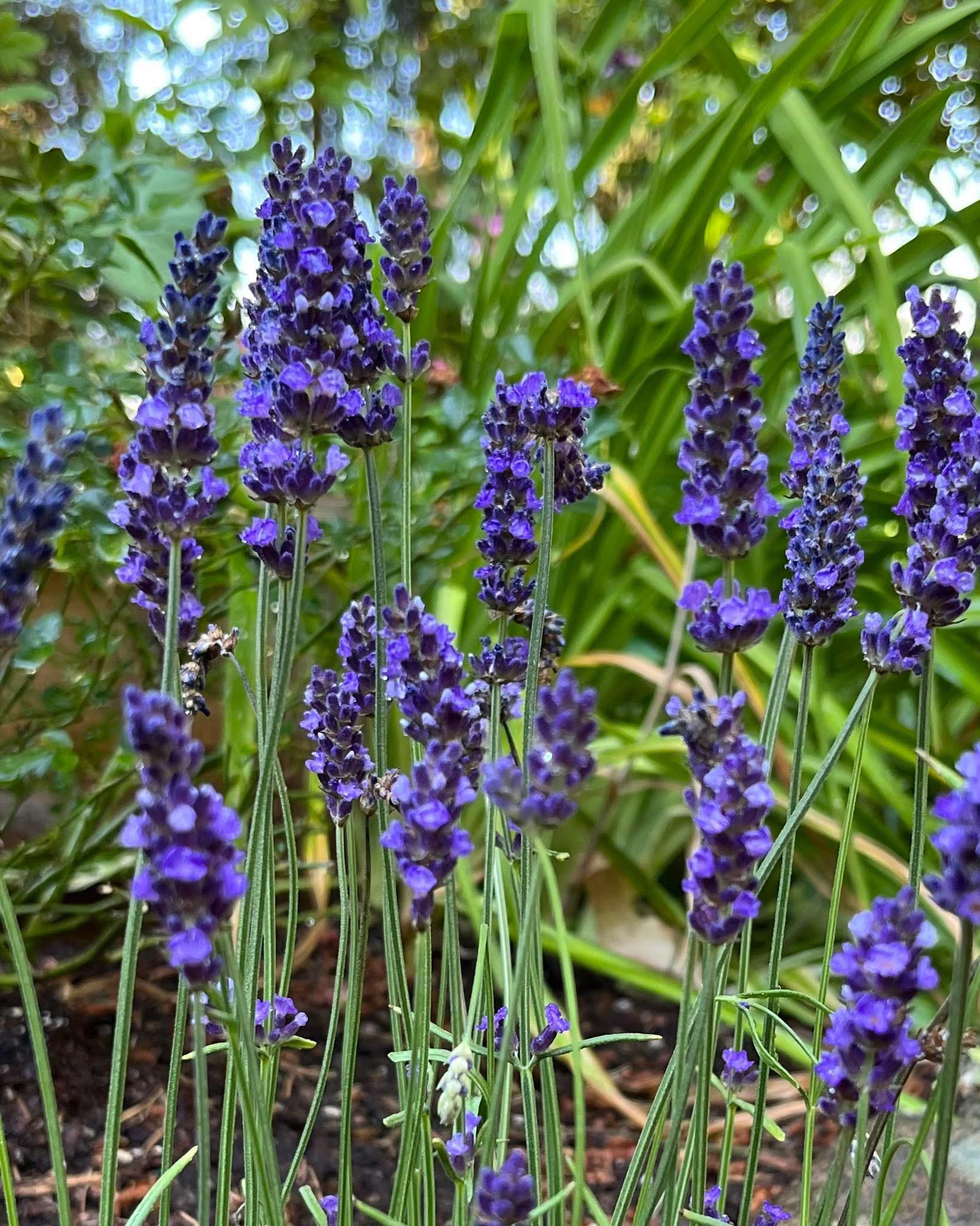 Sweet Romance lavender is a treasure in the landscape! Enjoy 