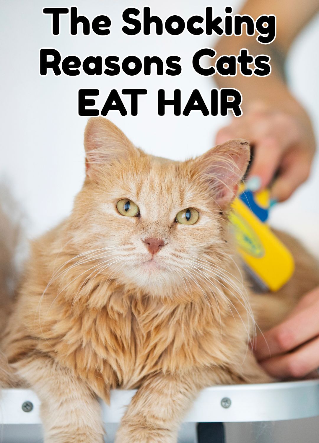 Happy - All cats consume large volumes of fluff as a by product of ...