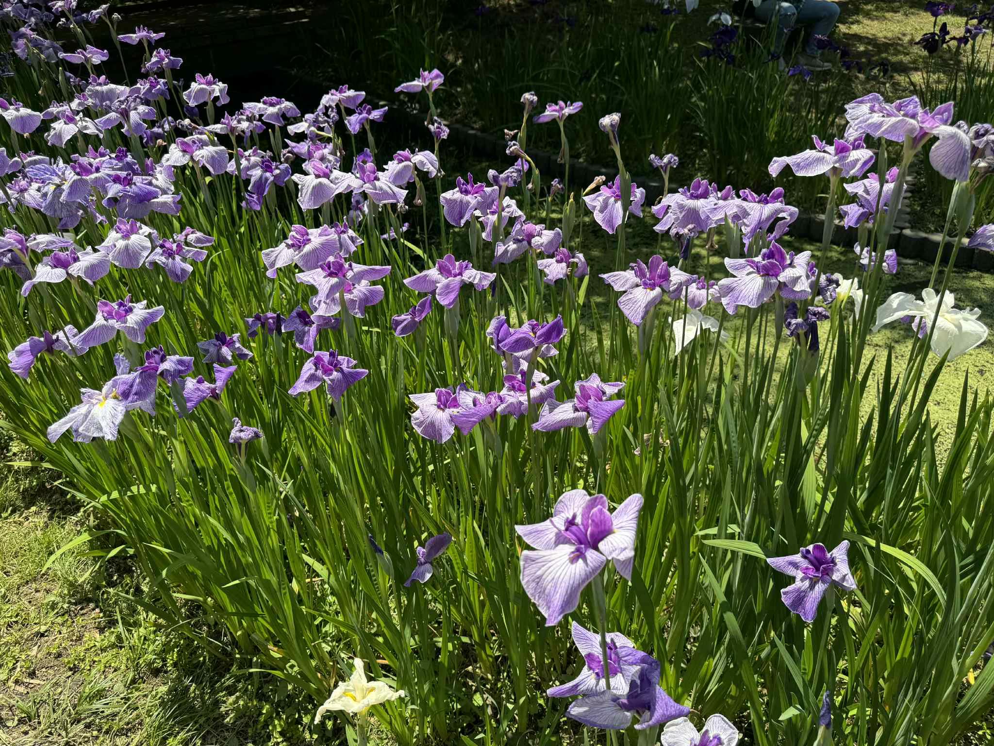 Haiku garden with blooming irises and serene landscape