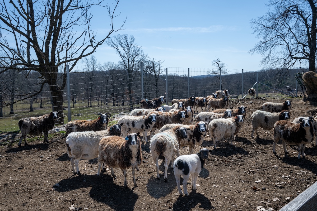 How to Achieve a Healthy Small Ruminant Herd #AskTheExpert Read more ...