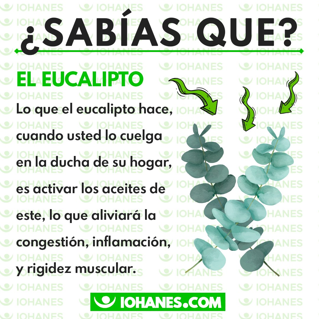 Baja - 🌿 ¿Sabías que colgar ramas de eucalipto en tu ducha puede ...