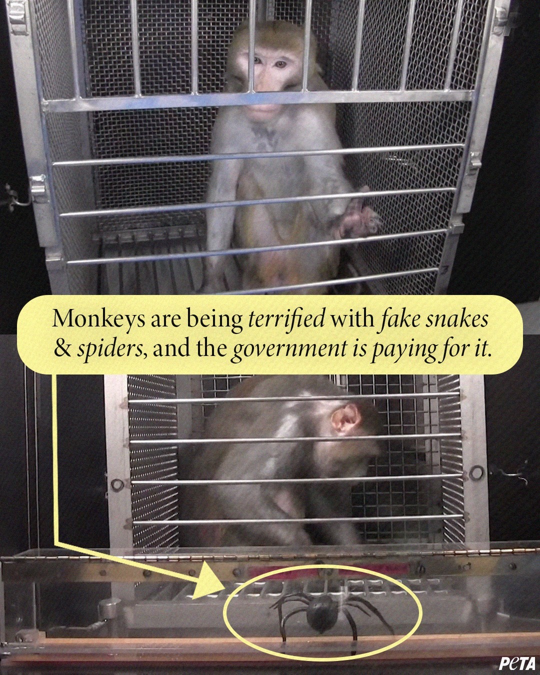 Peta Did You Know That The Experimenter Elisabeth Murray Isolated Photo Inspiration