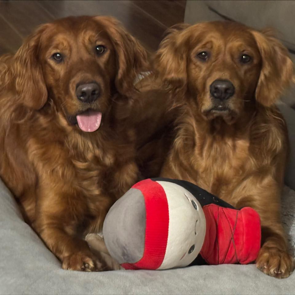Getting active | 8 Mile Golden Retrievers | Facebook