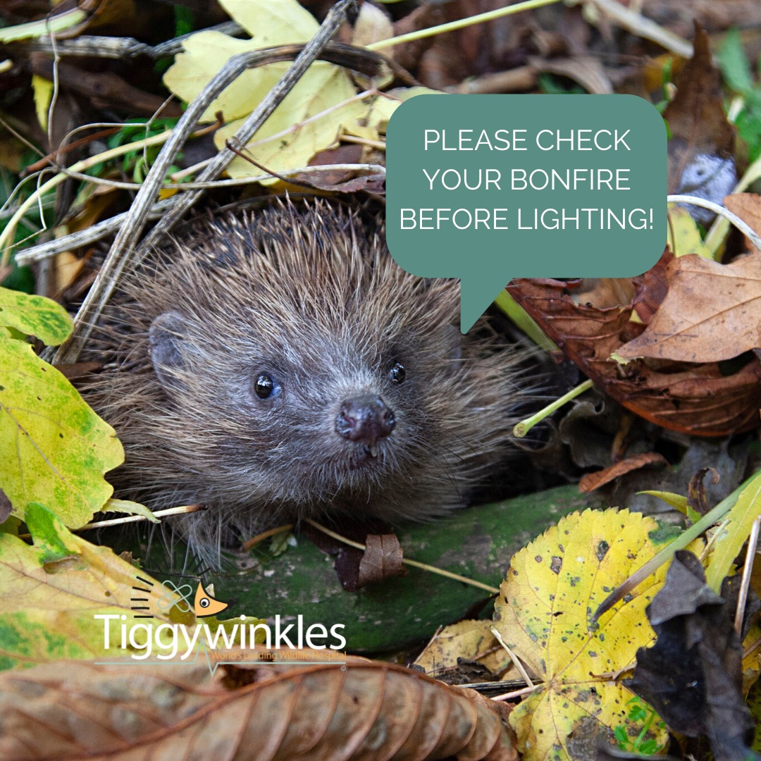 🔥🦔 Bonfire Night is... - Tiggywinkles Wildlife Hospital | Facebook