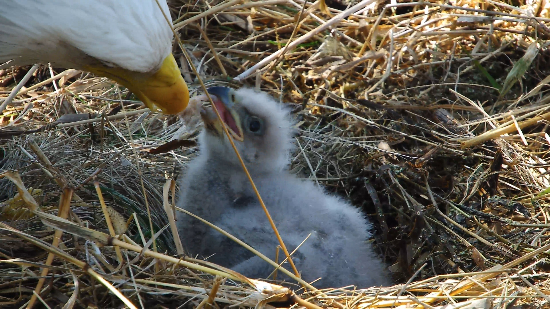 Raptor - April 22, 2025: Feeding TE3. SuperMom Mrs. T handled ...