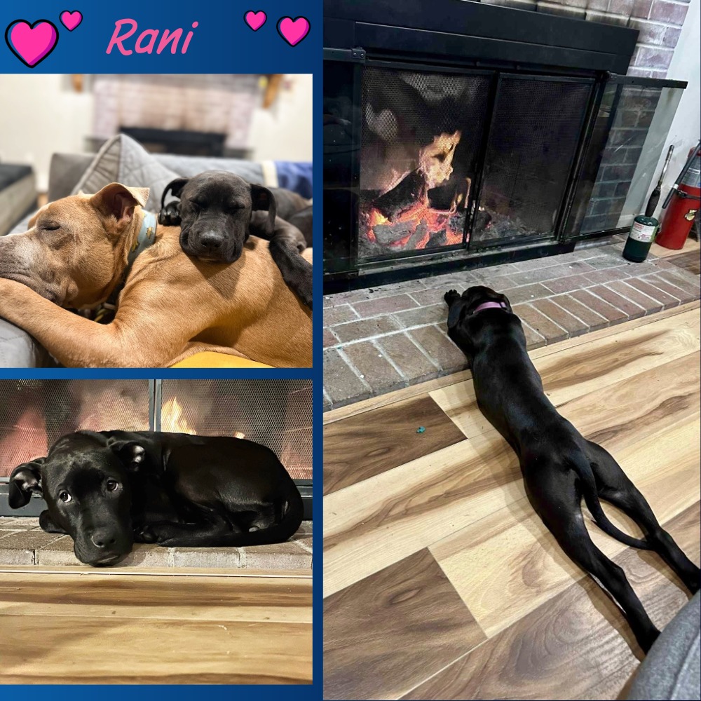 PAWS - Tiny body, giant heart, premium cuddle credentials. Who wouldn’t ...