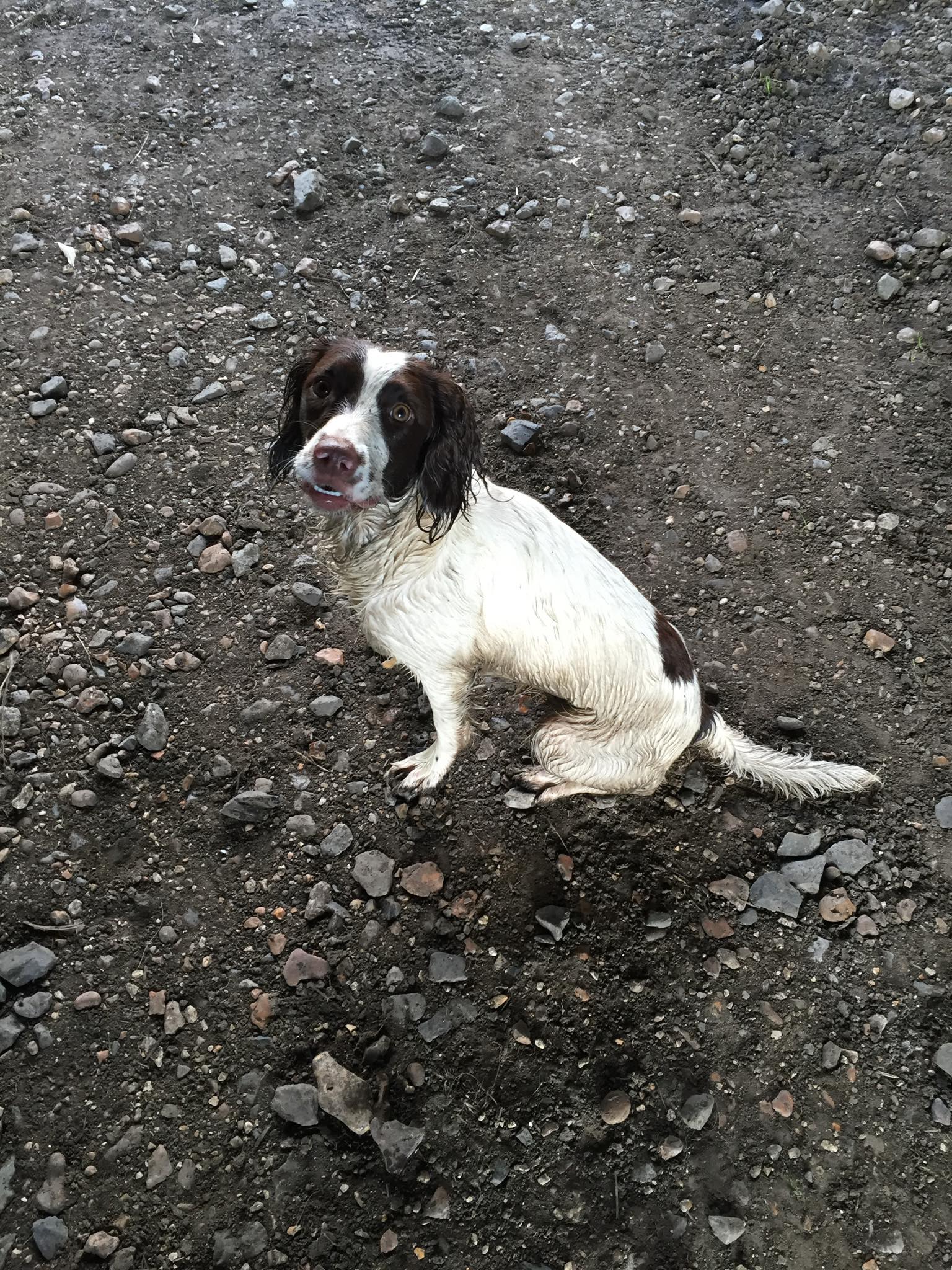 Davis - Ten years ago today, this daft bitch as a puppy jumped off the ...