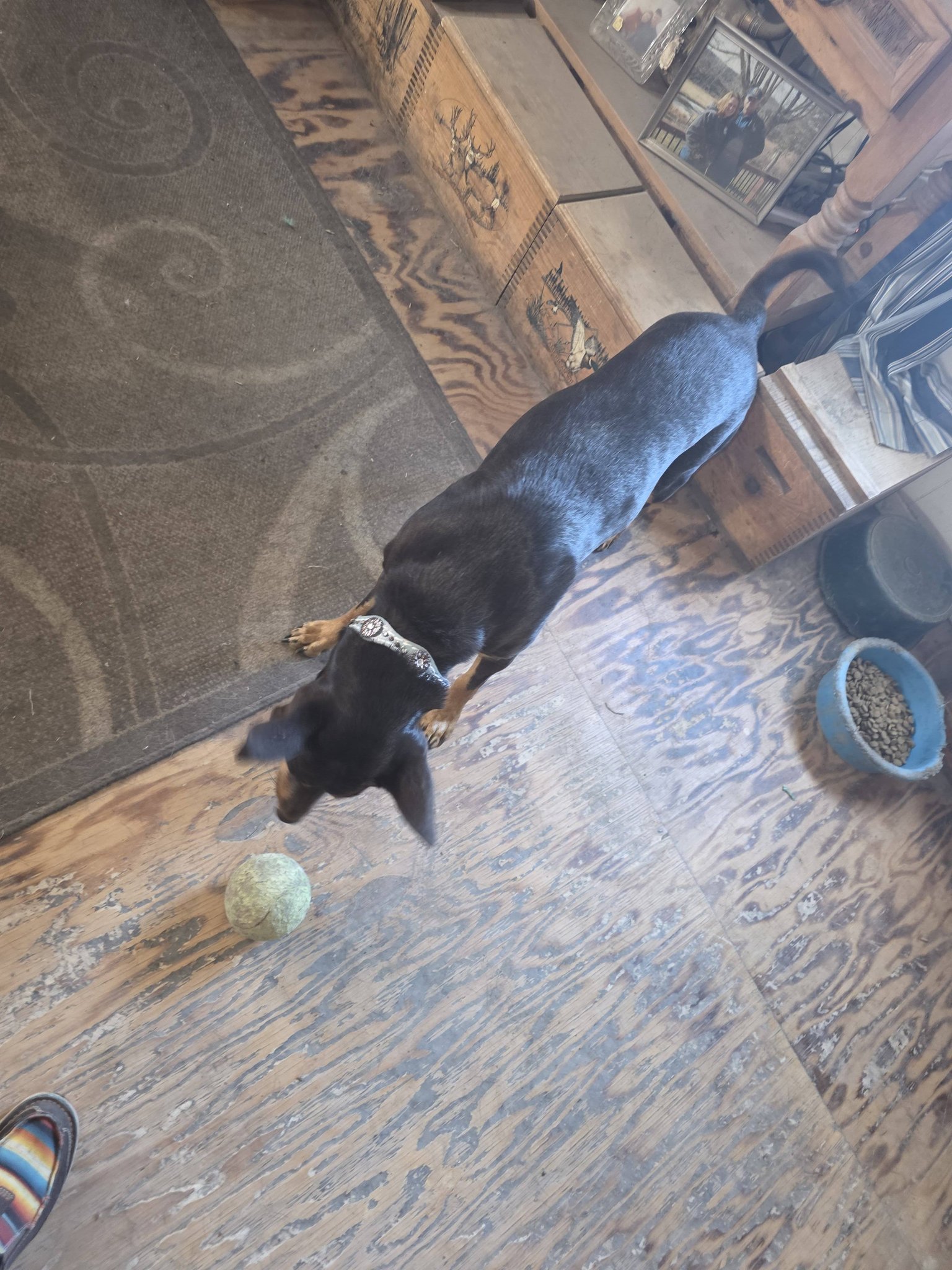 Wilhelm Ranch Dogs