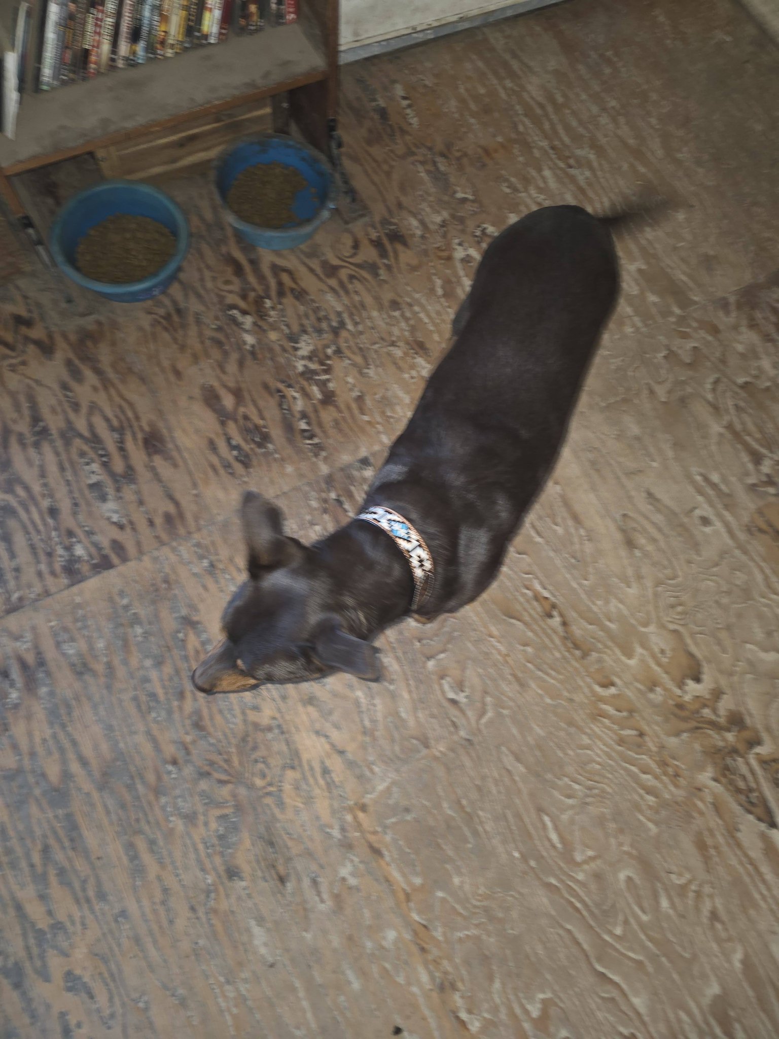 Wilhelm Ranch Dogs