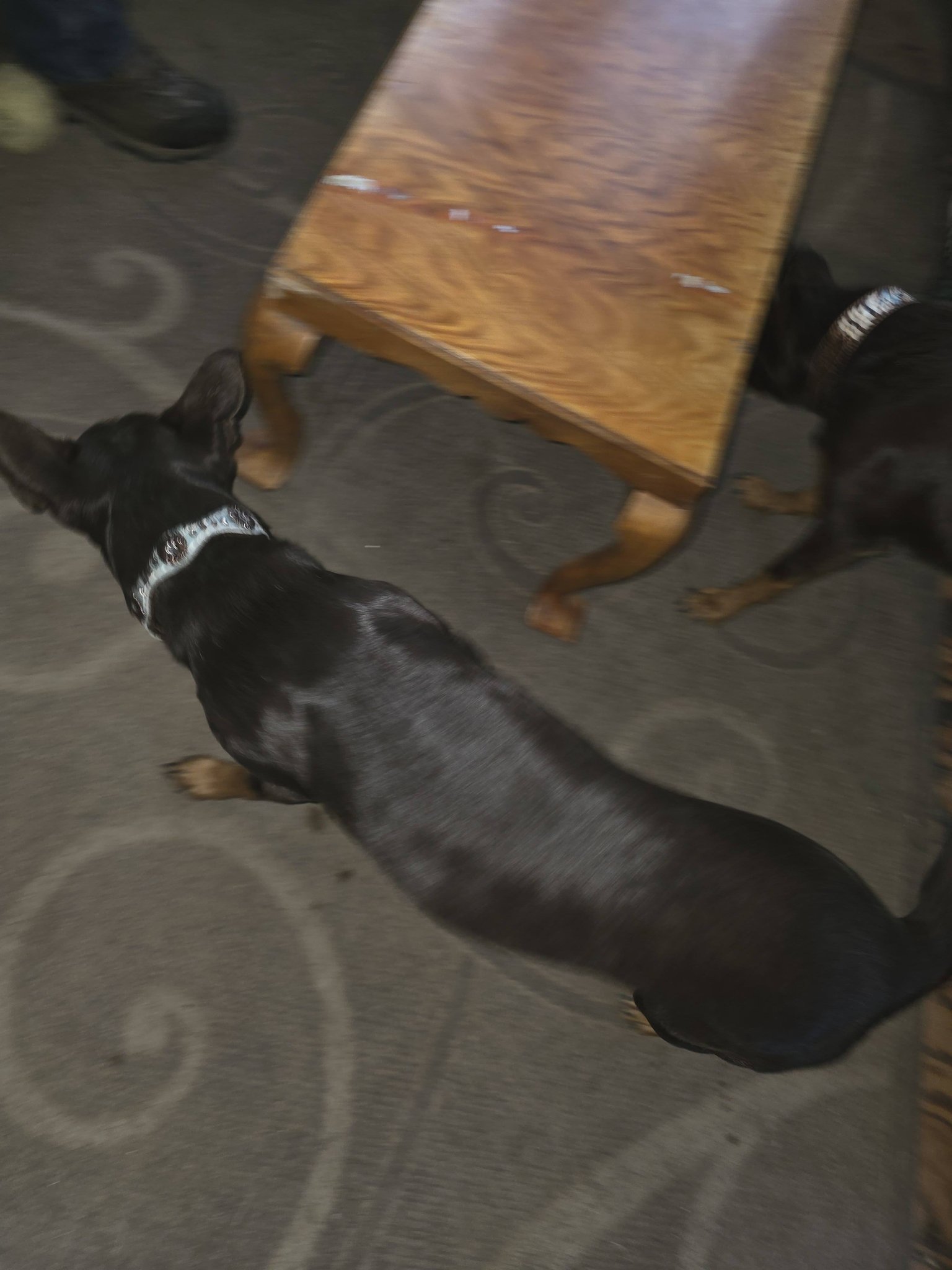 Wilhelm Ranch Dogs