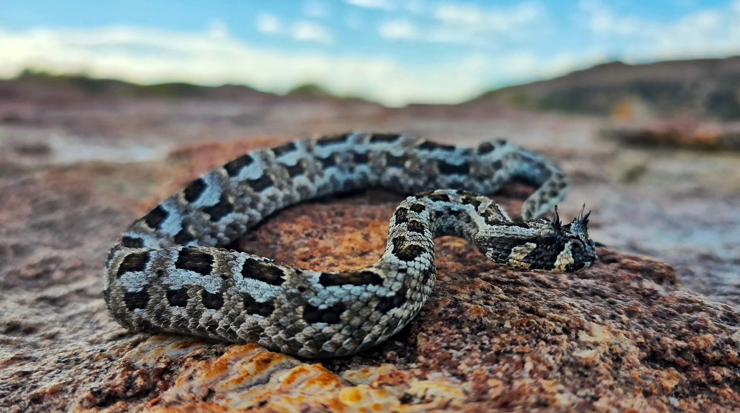 African - Many-horned Adder (Bitis cornuta) from near Springbok in ...