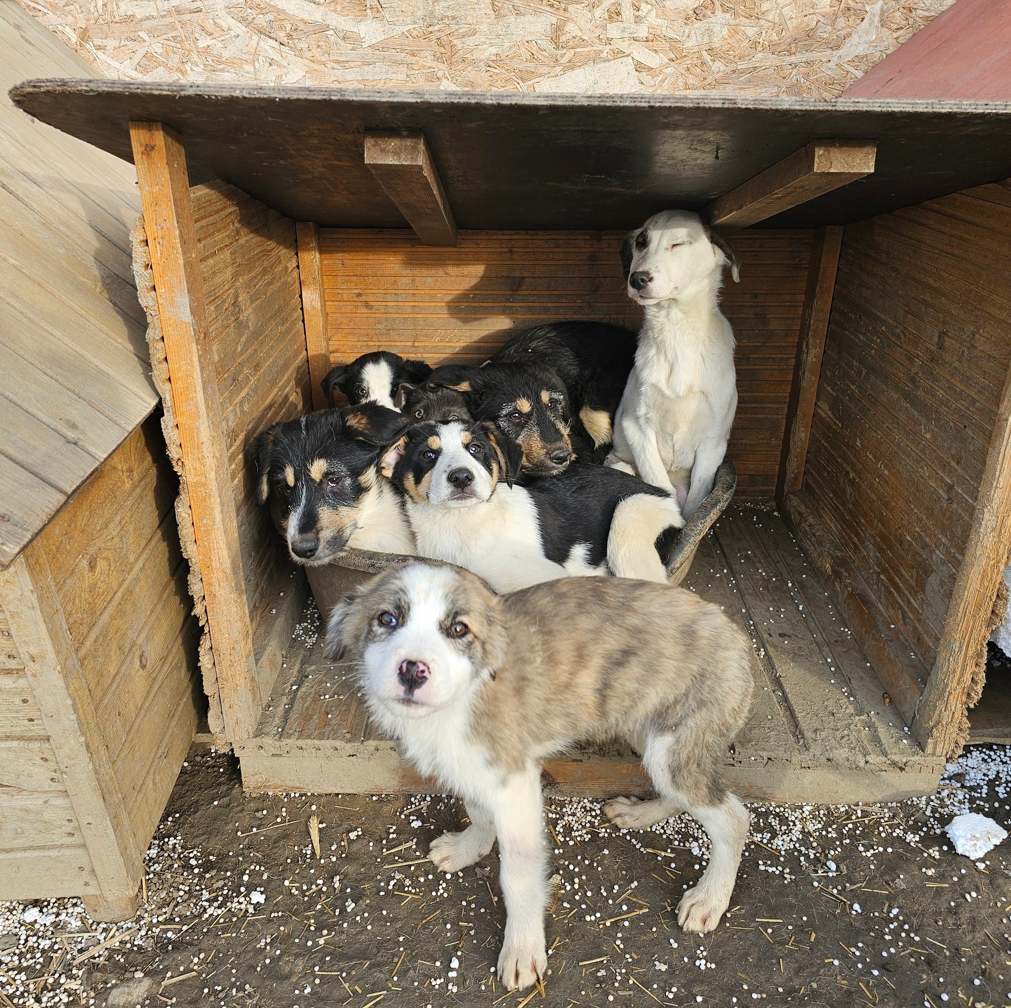 Se dă în adopție castrat, microcipat și cu carnet de sănătate. ️ ...
