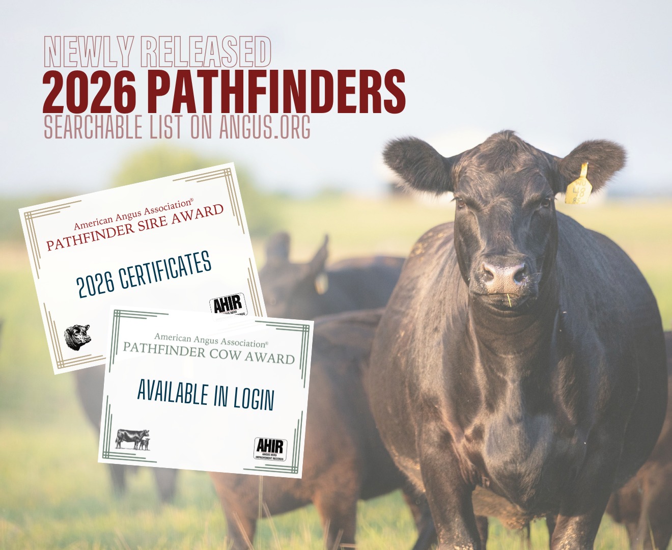 Released Today! Find a 2026... - American Angus Association | Facebook