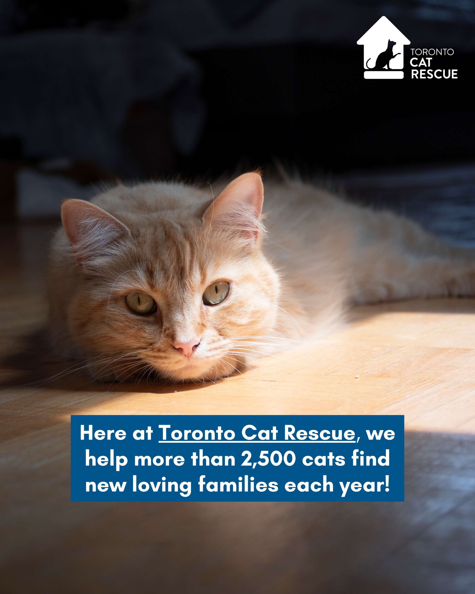 Toronto Cat Rescue... - Toronto Cat Rescue - Waterloo Region