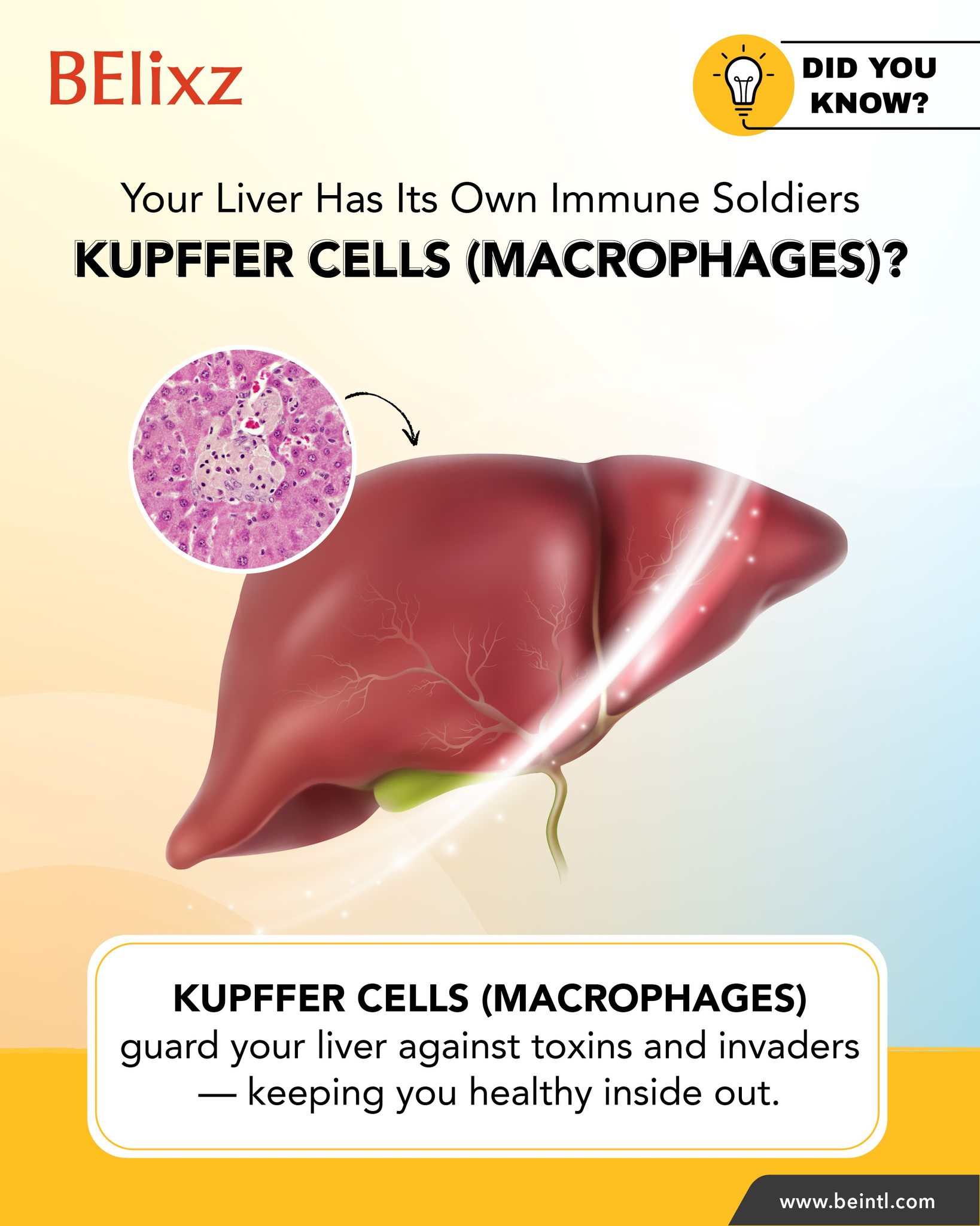 BE - 💡 Did you know? Your liver is also part of your immune system ...