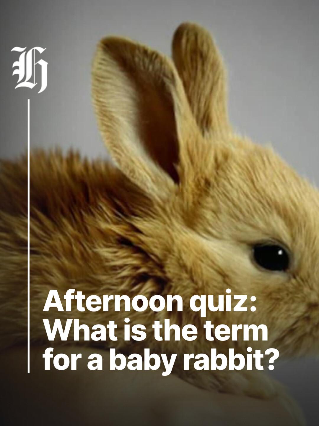 nzherald.co.nz - Test your brains with the Herald's afternoon quiz ...