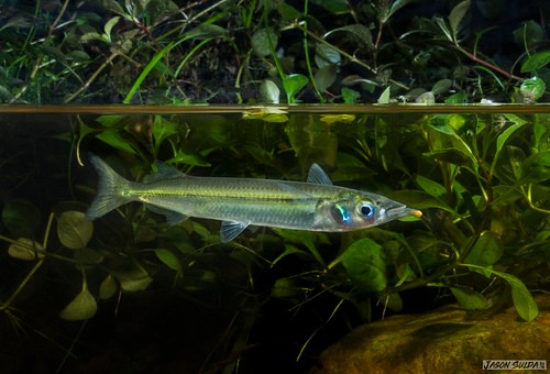Mackay... - Mackay Area Fish Stocking Association Inc. (MAFSA)