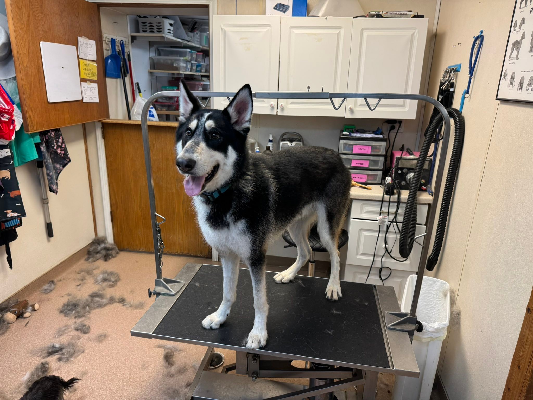 RC Kennels