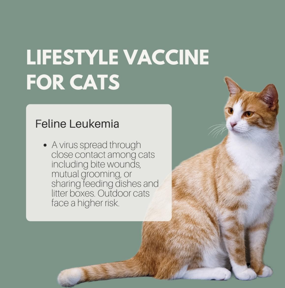 Snapshot of How To Keep A Cat With Leukemia Happy Outside