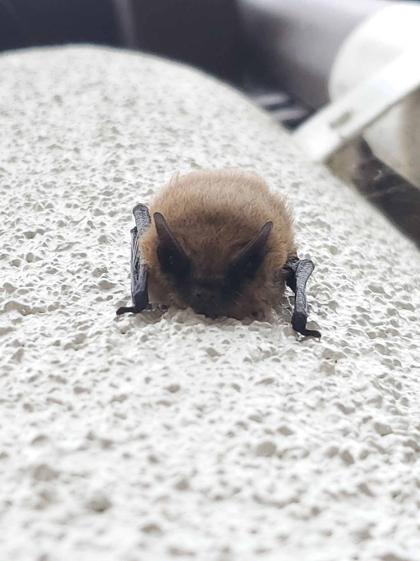 California - Holy Batman! It’s Bat Week! 🦇 From Oct. 24-31, we’re ...